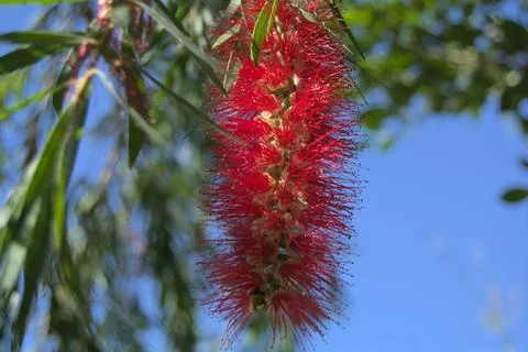 Red Bottlebrush Callistemon Stock Photos