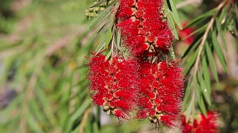 Red Bottlebrush Flowers Stock Footage 62174509