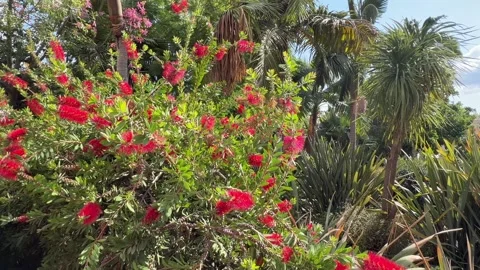 Red Bottlebrush Flowers - Static Daytime View Stock Footage 346420213