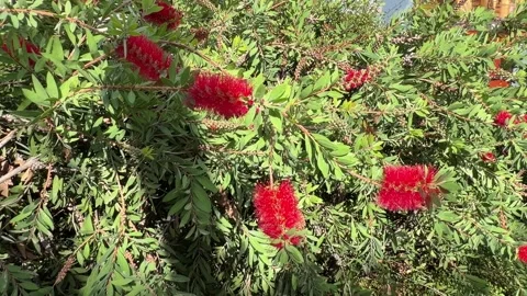 Red Bottlebrush Flowers - Static Daytime View Stock Footage 346420239