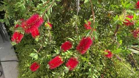 Red Bottlebrush Flowers - Static Daytime View Stock Footage 346420241