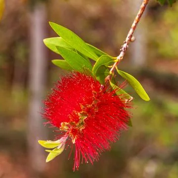 Red bottlebrush Stock Photos