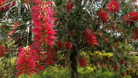 Red Bottlebrush Plant 스톡 동영상 95583646
