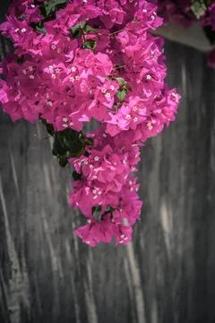 Red Bougainvillea flower Stock Photos