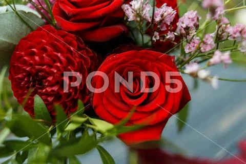 Red Bouquet with Garden Roses, Eucalyptus and Dahlias Stock Photos