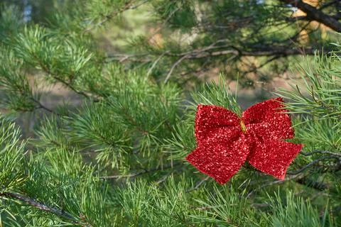 Red bow on a pine branch in the forest on a tree. Foto stock