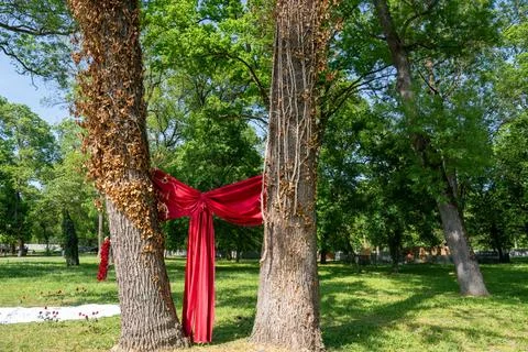 A red bow tied to two trees, arrangement for the bride and groom in the par.. Stock Photos