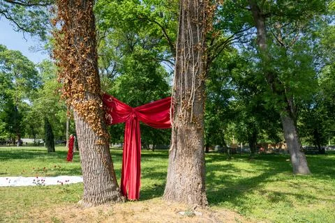 A red bow tied to two trees, arrangement for the bride and groom in the par.. Stock Photos
