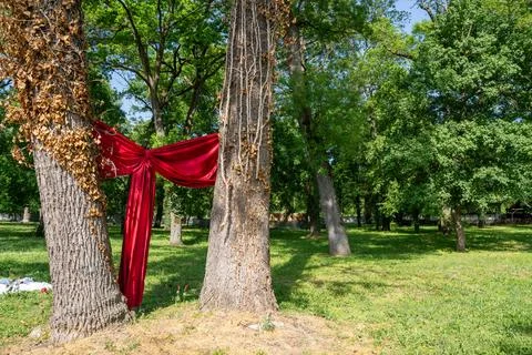 A red bow tied to two trees, arrangement for the bride and groom in the par.. Stock Photos