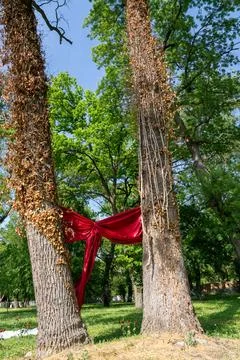 A red bow tied to two trees, arrangement for the bride and groom in the par.. Stock Photos