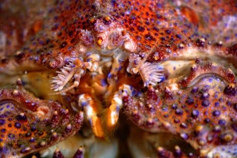 Red Box Crab Stock Photos