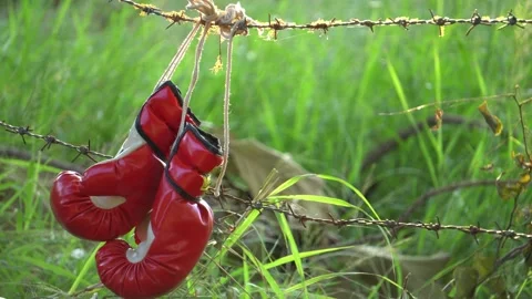 Red boxing gloves with nature Stock Footage 158937689
