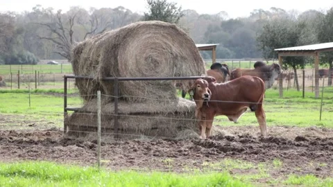 RED BRAHMAN CATTLE LIVESTOCK TEXAS USA Stock Footage 301353353