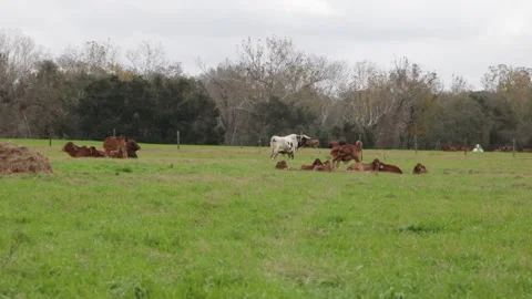 RED BRAHMAN IN FARM TX Stock Footage 301352920
