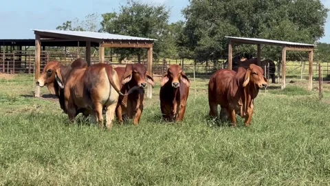 Red brahman in stable at farm Stock Footage 296348594