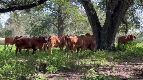 Red brahman under the tree farm Stock Footage 296348592