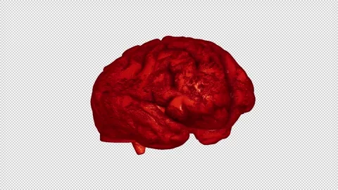Red Brain in a 3D animation Stock Footage 241568343