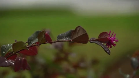 Red branch in rain Stock Footage 12257360