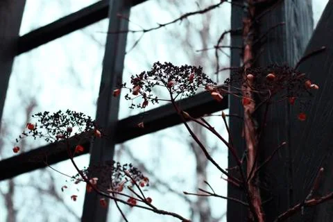 Red branches against the sky Stock Photos