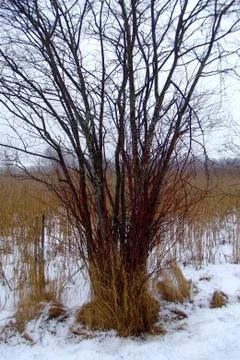 Red branches Stock Photos
