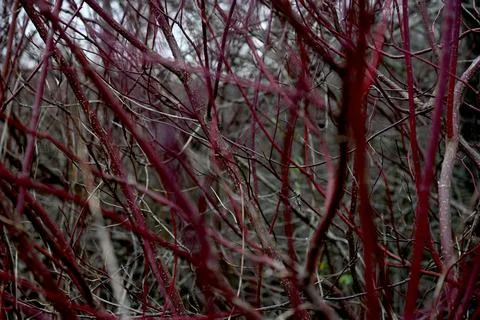 Red branches Foto stock