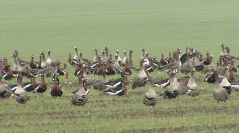 Red-breasted and white-fronted geese Video stock 33689131