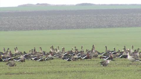 Red-breasted and white-fronted geese Stock Footage 33689222