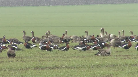 Red-breasted and white-fronted geese Vidéo 33689256