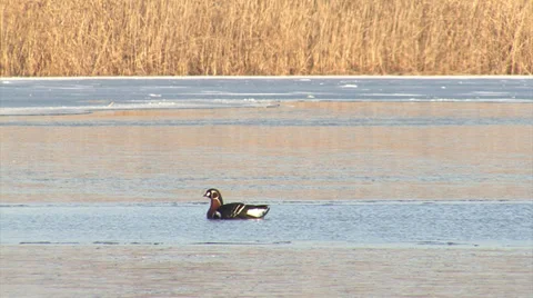 Red-breasted and white-fronted geese 스톡 동영상 33689318