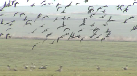 Red-breasted and white-fronted geese Stock Footage 33689431
