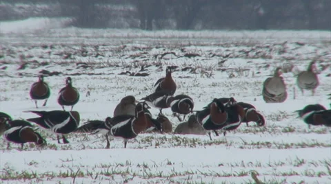 Red-breasted and white-fronted geese Stock Footage 33689484