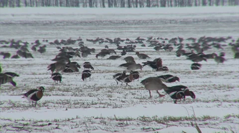 Red-breasted and white-fronted geese Stock Footage 33689544