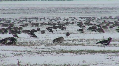 Red-breasted and white-fronted geese Vídeo Stock 33689584