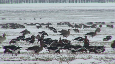 Red-breasted and white-fronted geese Video stock 33689884