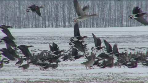 Red-breasted and white-fronted geese Stock Footage 33689999