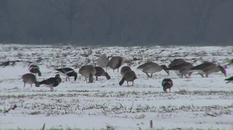 Red-breasted and white-fronted geese Stock-Footage 33690022