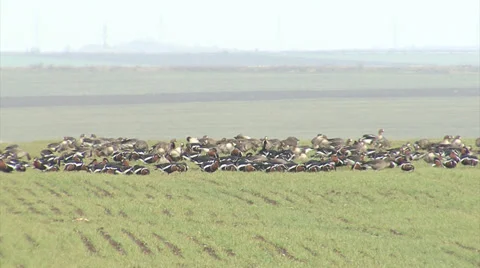 Red-breasted and white-fronted geese 스톡 동영상 33690036