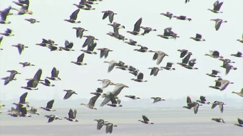 Red-breasted and white-fronted geese Stock Footage 33690066