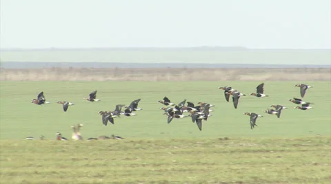 Red-breasted and white-fronted geese Stockbeeldmateriaal 33690073
