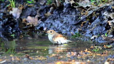 The red-breasted flycatcher bird taking a bath, Ficedula parva Vidéo 194532202