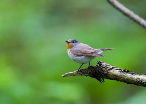 Red-breasted Flycatcher Stock Photos
