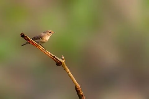 Red Breasted Flycatcher Stock Photos