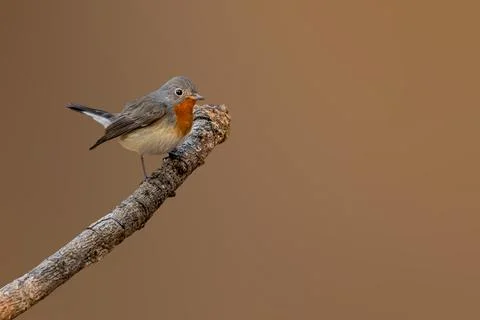 Red Breasted Flycatcher Foto stock