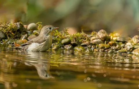 Red breasted Flycatcher Foto stock