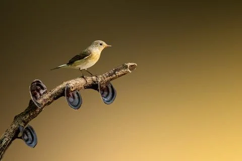 Red breasted Flycatcher on purch Foto stock