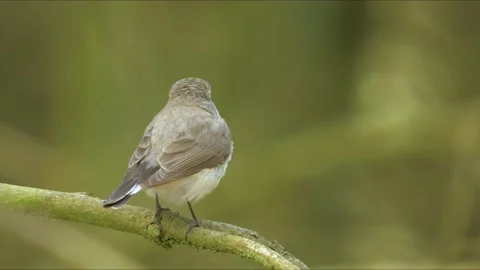 Red-breasted flycatcher singing Stock Footage 225460437