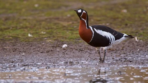 Red-breasted goose and Canada goose Video stock 85948563