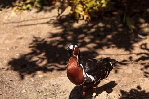 Red-Breasted Goose called Branta ruficollis Stock Photos