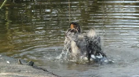 A Red-breasted Goose Stock Footage 11147638
