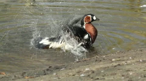 A Red-breasted Goose Stock Footage 11147639